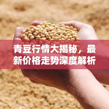 青豆行情大揭秘，最新價格走勢深度解析