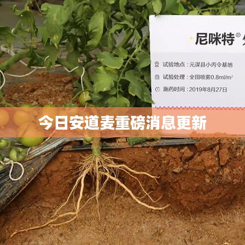 今日安道麥重磅消息更新