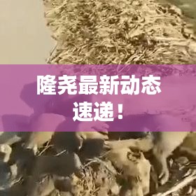 隆堯最新動態(tài)速遞！