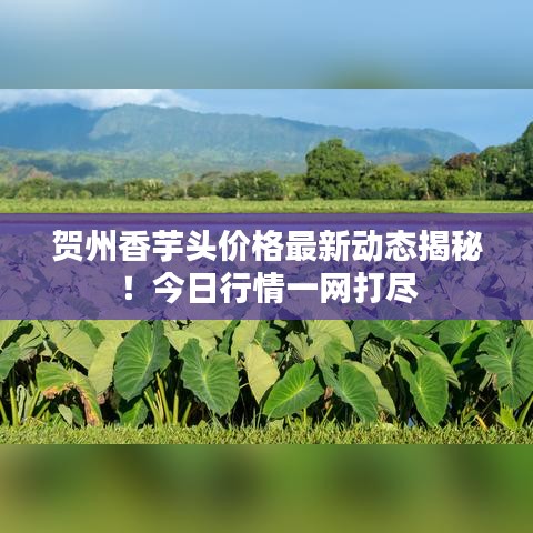 賀州香芋頭價(jià)格最新動(dòng)態(tài)揭秘！今日行情一網(wǎng)打盡
