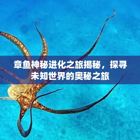 章魚(yú)神秘進(jìn)化之旅揭秘，探尋未知世界的奧秘之旅