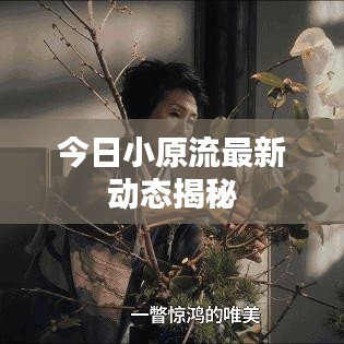 今日小原流最新動態(tài)揭秘