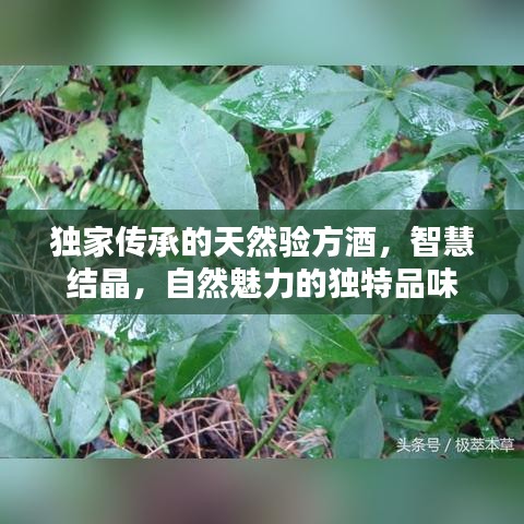 獨(dú)家傳承的天然驗(yàn)方酒，智慧結(jié)晶，自然魅力的獨(dú)特品味