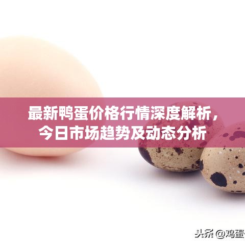 最新鴨蛋價(jià)格行情深度解析，今日市場(chǎng)趨勢(shì)及動(dòng)態(tài)分析