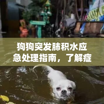 狗狗突發(fā)肺積水應(yīng)急處理指南，了解癥狀與應(yīng)對措施