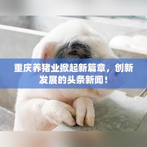 重慶養(yǎng)豬業(yè)掀起新篇章，創(chuàng)新發(fā)展的頭條新聞！
