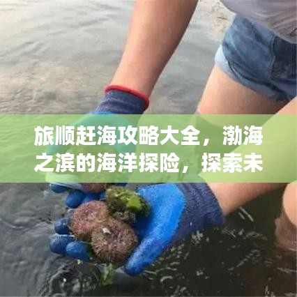 旅順趕海攻略大全，渤海之濱的海洋探險(xiǎn)，探索未知的海底寶藏！