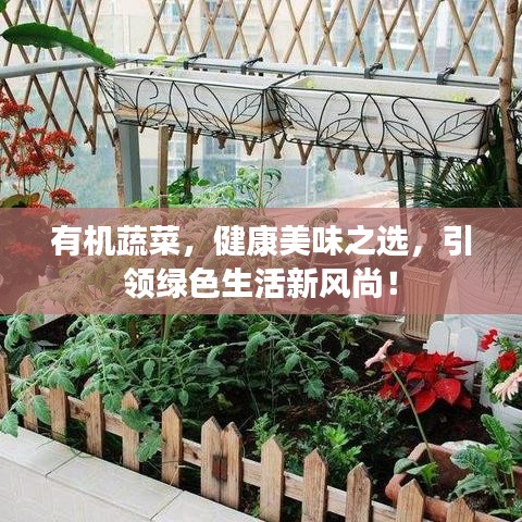 有機(jī)蔬菜，健康美味之選，引領(lǐng)綠色生活新風(fēng)尚！