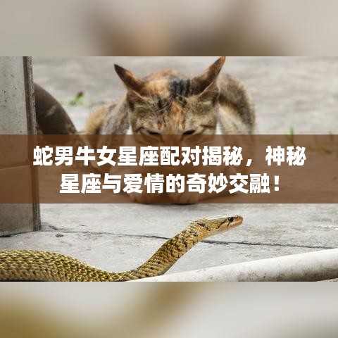 蛇男牛女星座配對揭秘，神秘星座與愛情的奇妙交融！