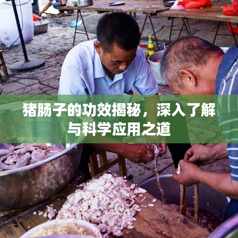 豬腸子的功效揭秘，深入了解與科學(xué)應(yīng)用之道
