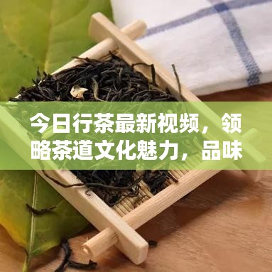 今日行茶最新視頻，領(lǐng)略茶道文化魅力，品味傳統(tǒng)韻味