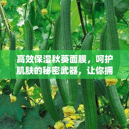 高效保濕秋葵面膜，呵護(hù)肌膚的秘密武器，讓你擁有水潤美肌