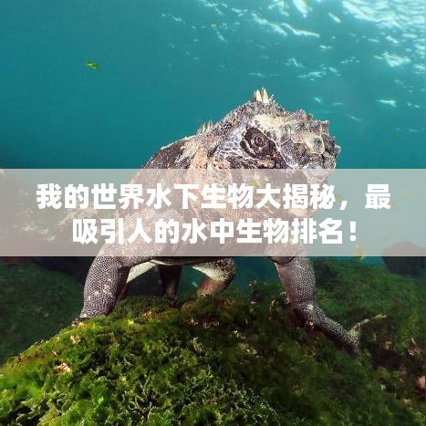 我的世界水下生物大揭秘，最吸引人的水中生物排名！