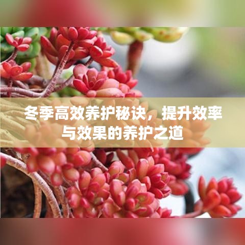 冬季高效養(yǎng)護秘訣，提升效率與效果的養(yǎng)護之道
