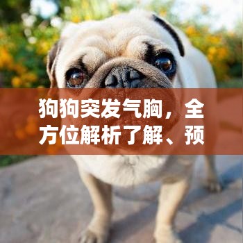 狗狗突發(fā)氣胸，全方位解析了解、預(yù)防與治療措施