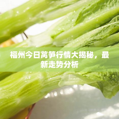 福州今日萵筍行情大揭秘，最新走勢(shì)分析